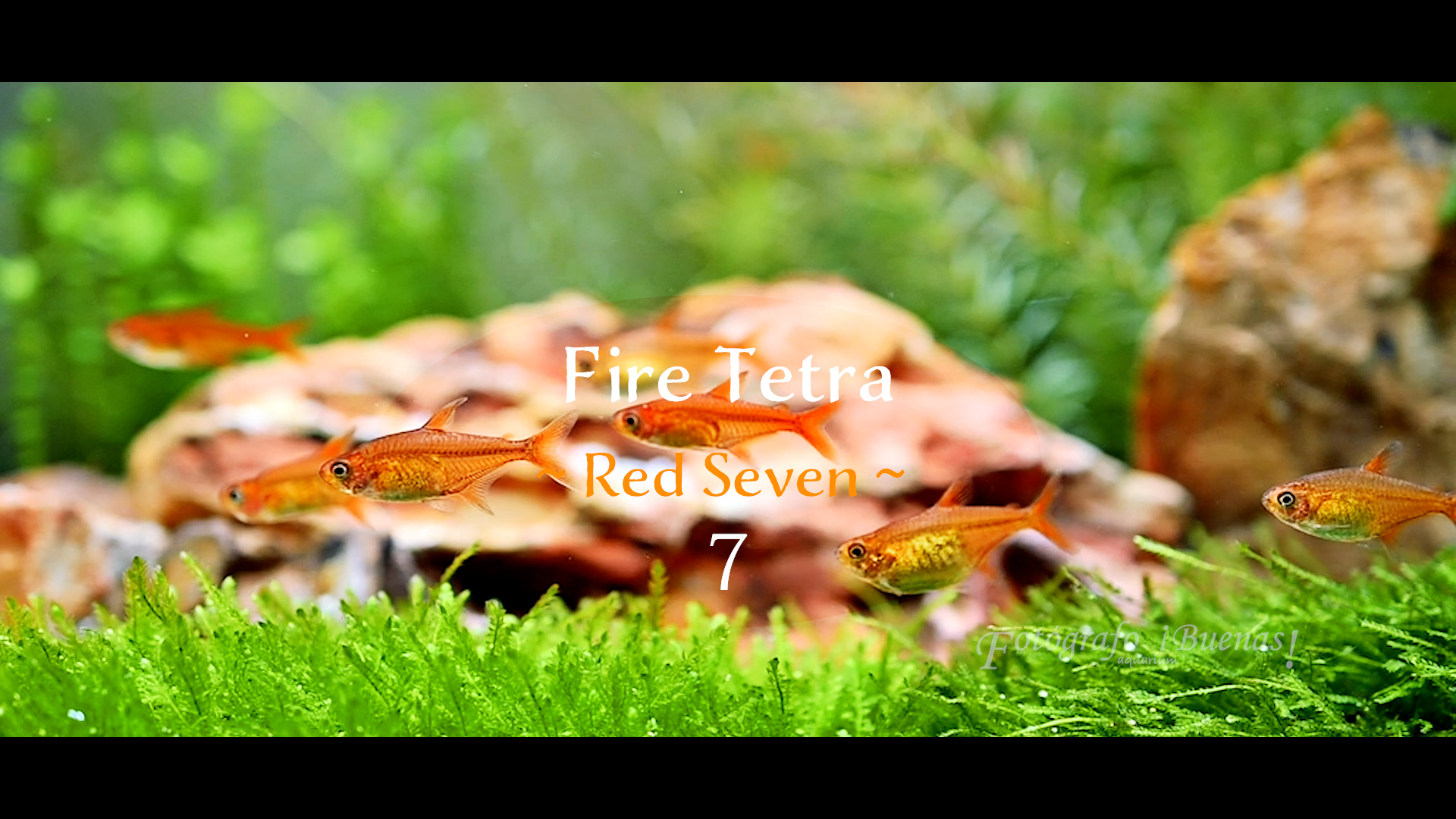 【Aquarium】Fire Tetra (レッドテトラ)